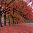 Die ROTEICHEN-Front im Triestewitzer Park