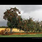 Die roten Äpfel