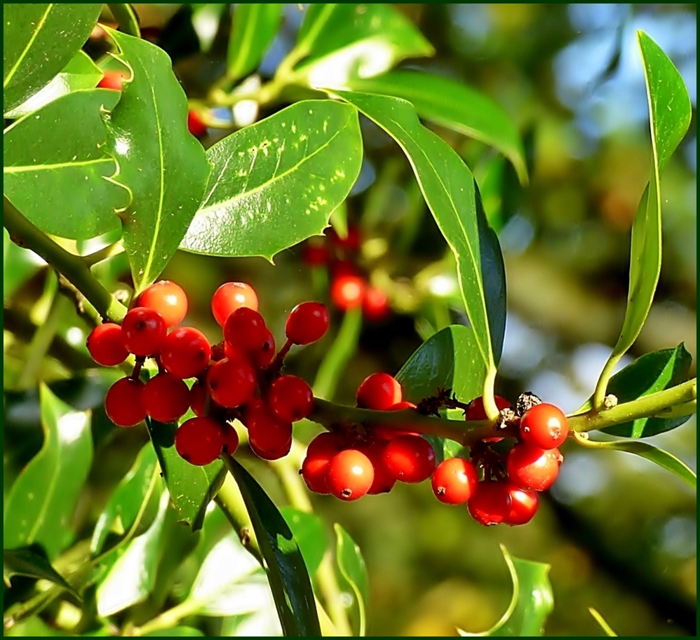 Die roten Beeren . . .