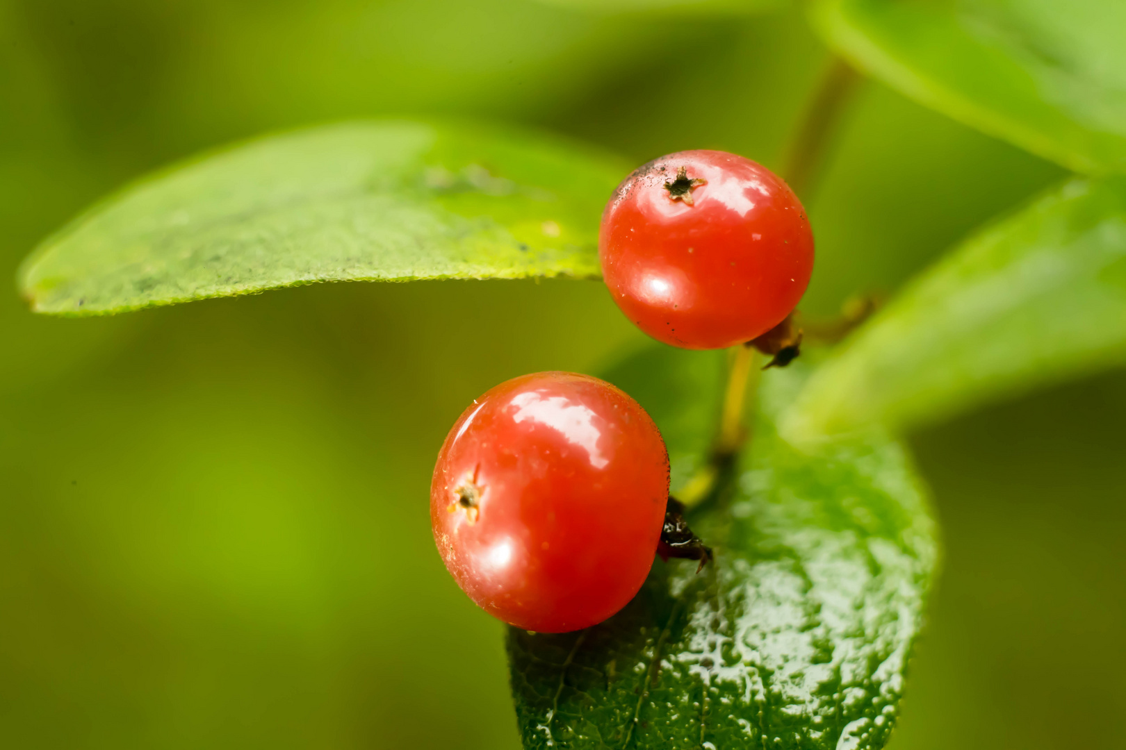 Die roten Beeren