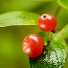 Die roten Beeren