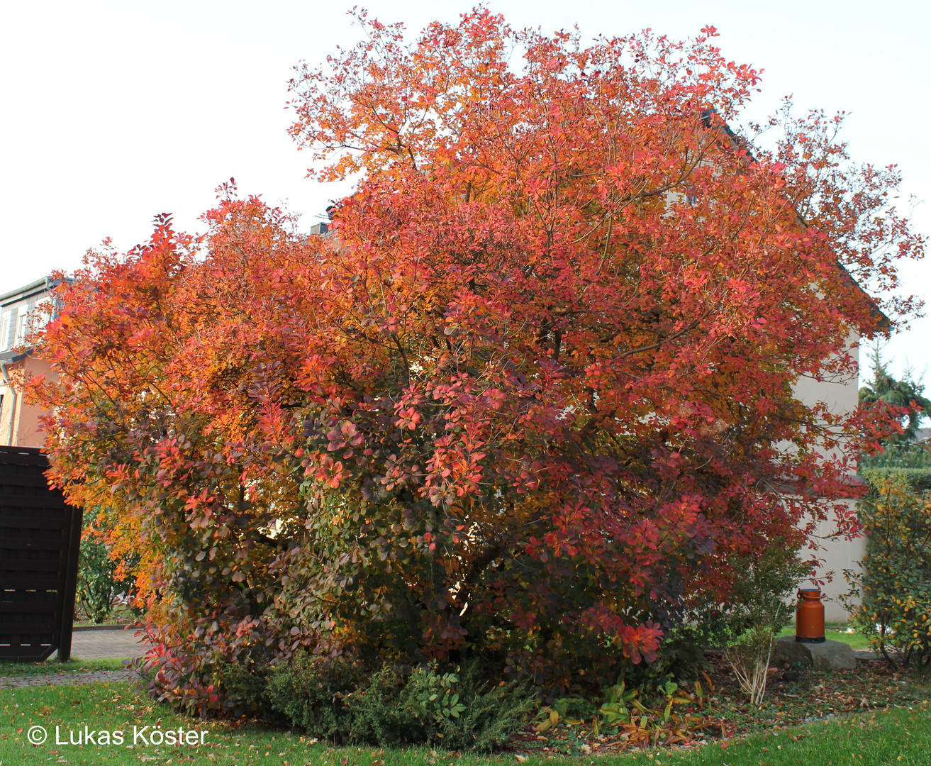 Die roten Blätter umhüllen den Baum.