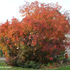 Die roten Blätter umhüllen den Baum.