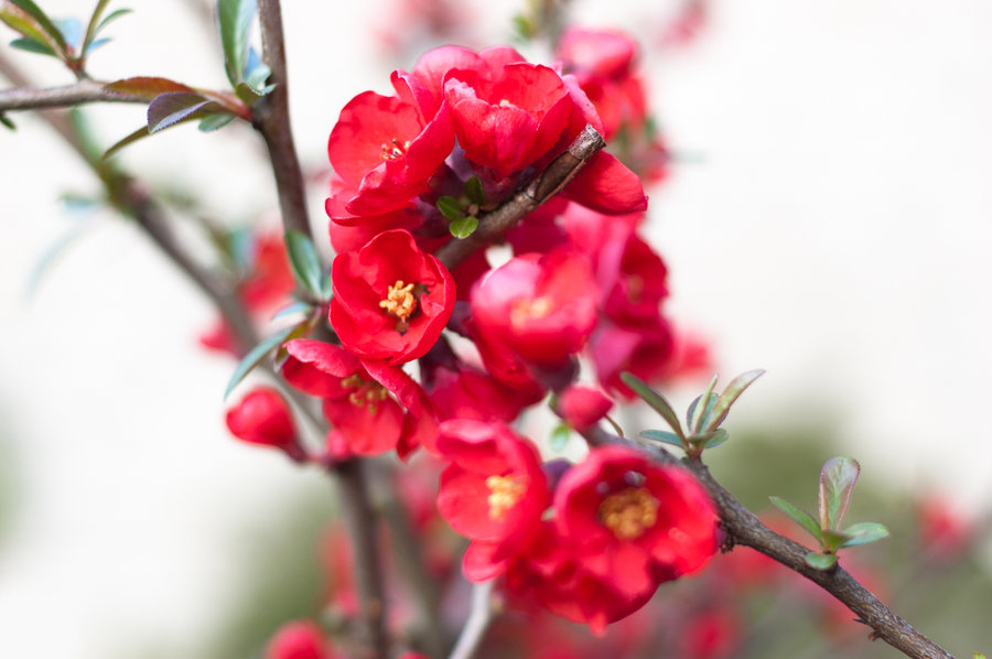 Die roten Blüten