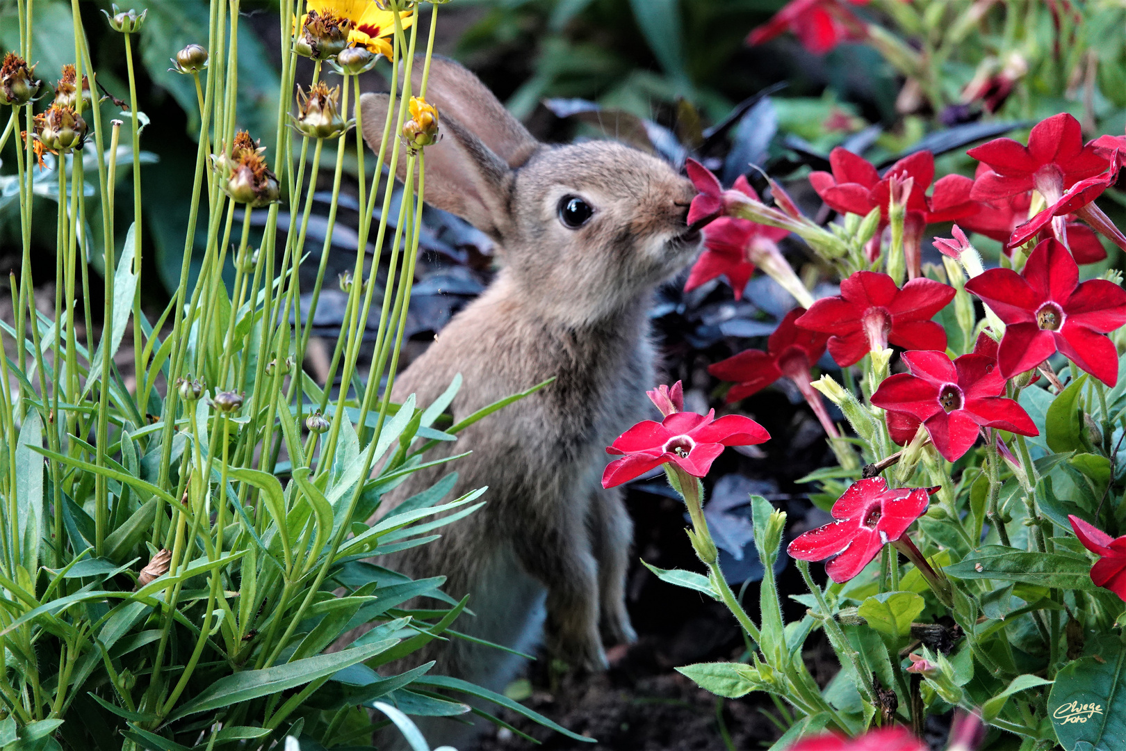 Die roten Blüten schmecken am besten