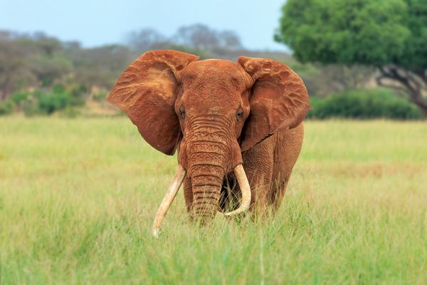 Die roten Elefanten... 