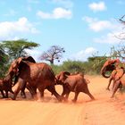 Die "roten" Elefanten des Tsavo Ost