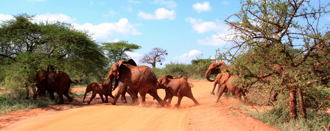 Die "roten" Elefanten des Tsavo Ost