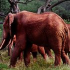 Die "Roten" Elefanten von Tsavo