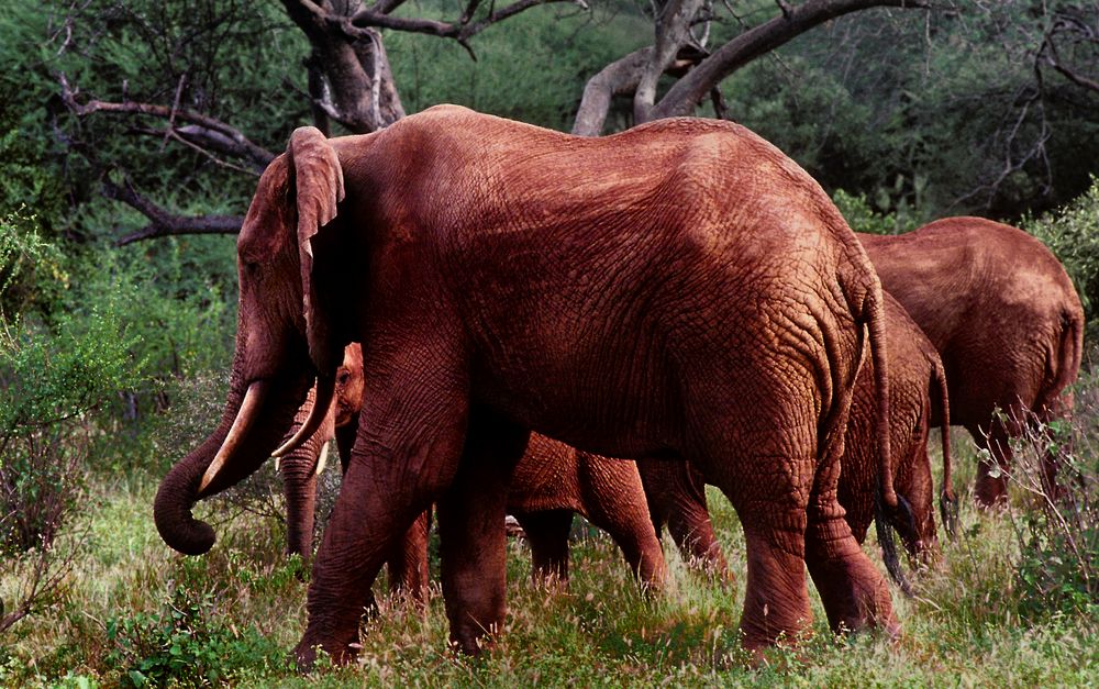 Die "Roten" Elefanten von Tsavo