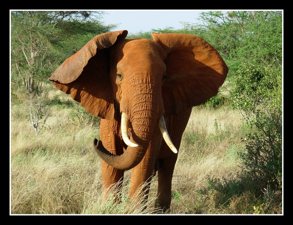 Die roten Elefanten von Tsavo East