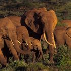 Die roten Elefanten von Tsavo (Kenia)