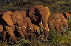 Die roten Elefanten von Tsavo (Kenia)