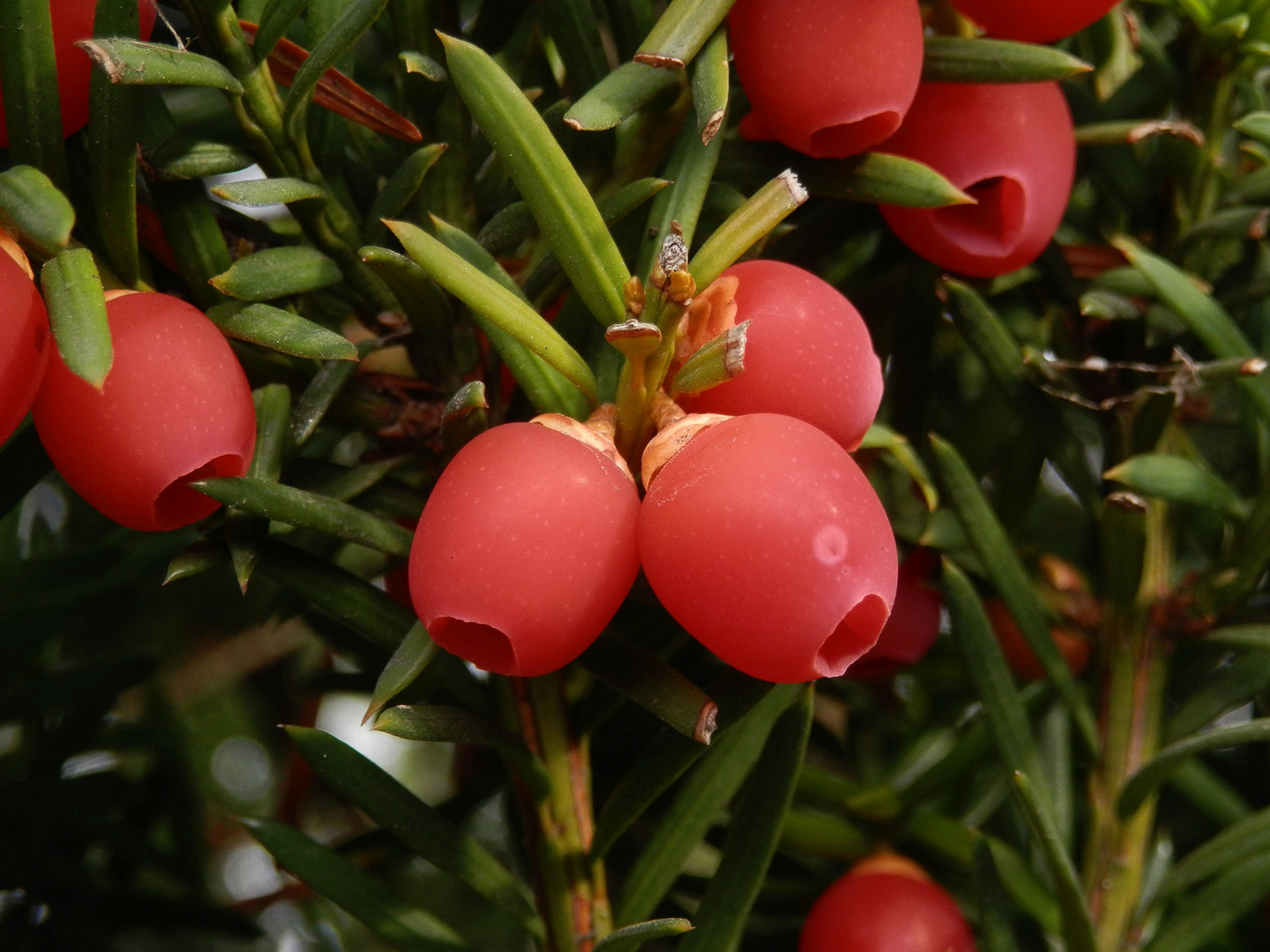 Die roten Früchte der Eibe (Taxus baccata) sehen appetitlich aus Foto