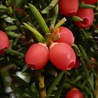 Die roten Früchte der Eibe (Taxus baccata) sehen appetitlich aus