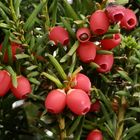 Die roten Früchte der Eibe (Taxus baccata) sehen appetitlich aus
