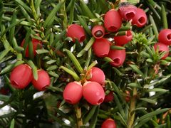 Die roten Früchte der Eibe (Taxus baccata) sehen appetitlich aus