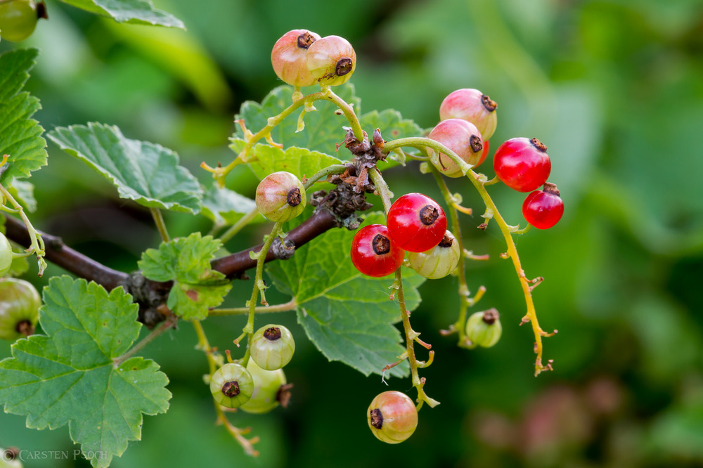 Die roten Johannisbeeren .......