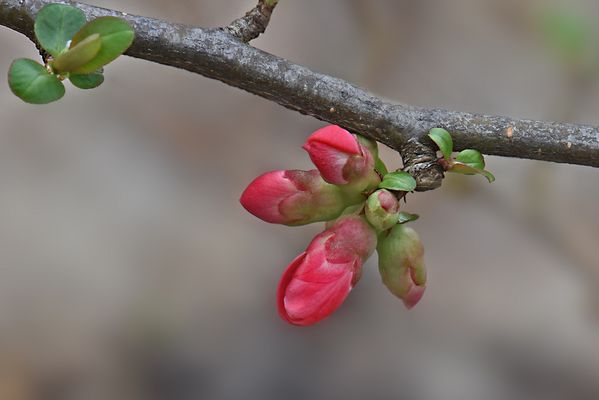 Die roten Knospen....