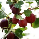 die roten Stachelbeeren sind auch fast erntereif