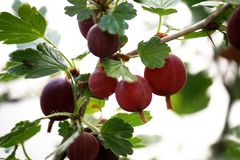 die roten Stachelbeeren sind auch fast erntereif