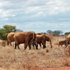 Die roten Tsavo Elefanten 2