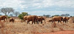 Die roten Tsavo Elefanten 2