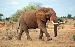 Die roten Tsavo Elefanten 3