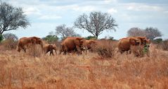 Die roten Tsavo Elefanten