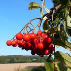 Die roten Vogelbeeren...