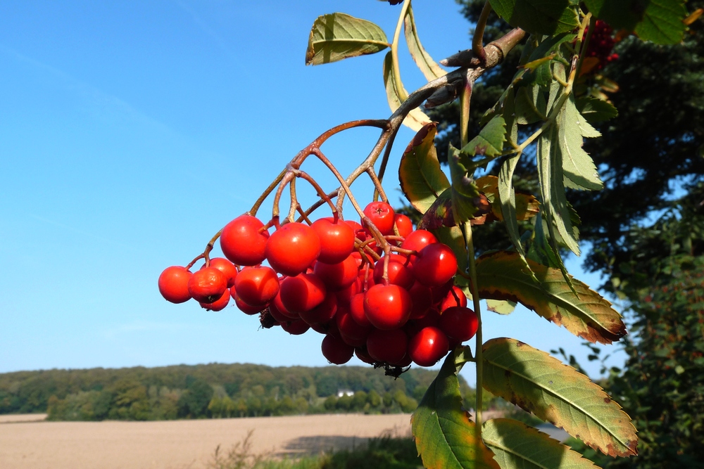 Die roten Vogelbeeren...