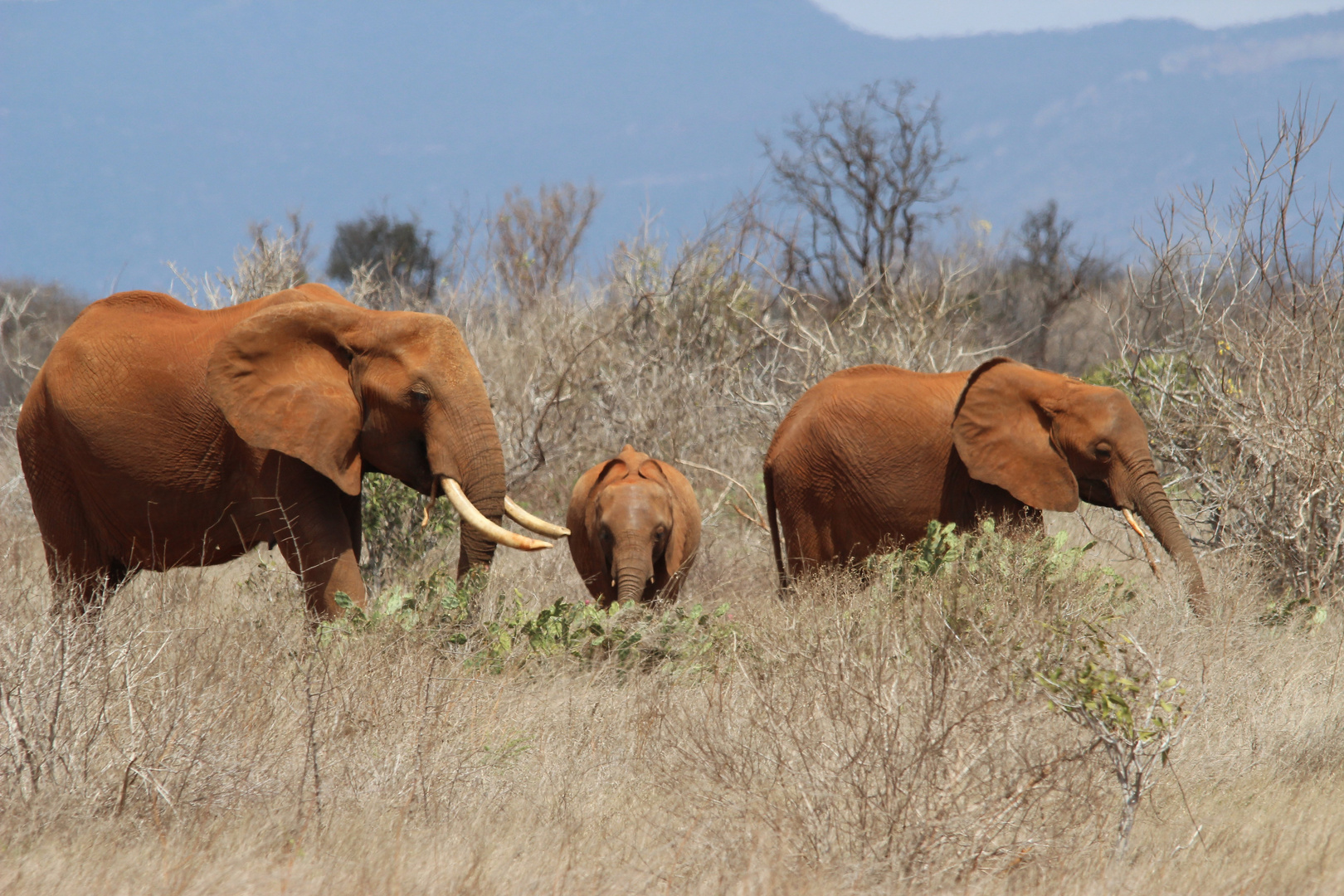 die "Roten " vom Tsavo