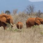 die "Roten " vom Tsavo