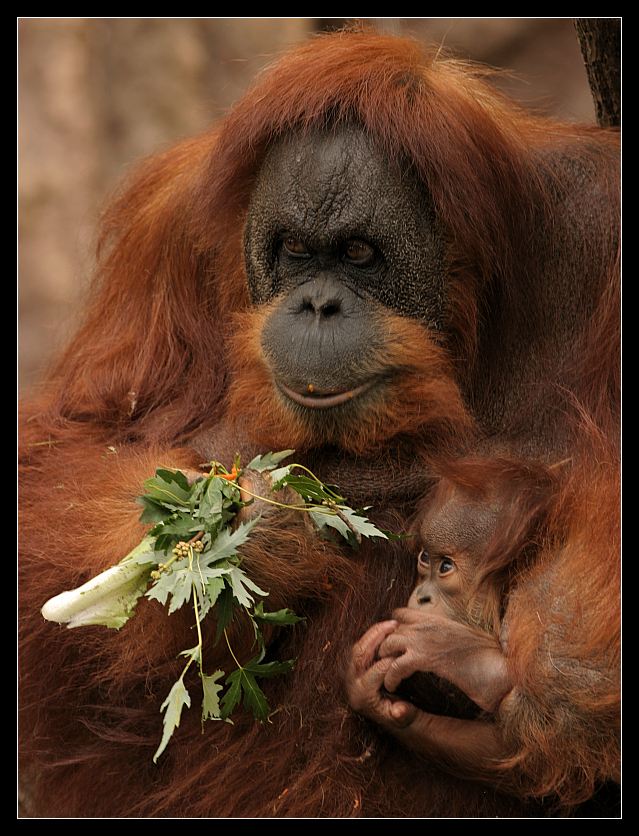 Die roten Waldmenschen (Orang-Utan)