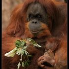 Die roten Waldmenschen (Orang-Utan)