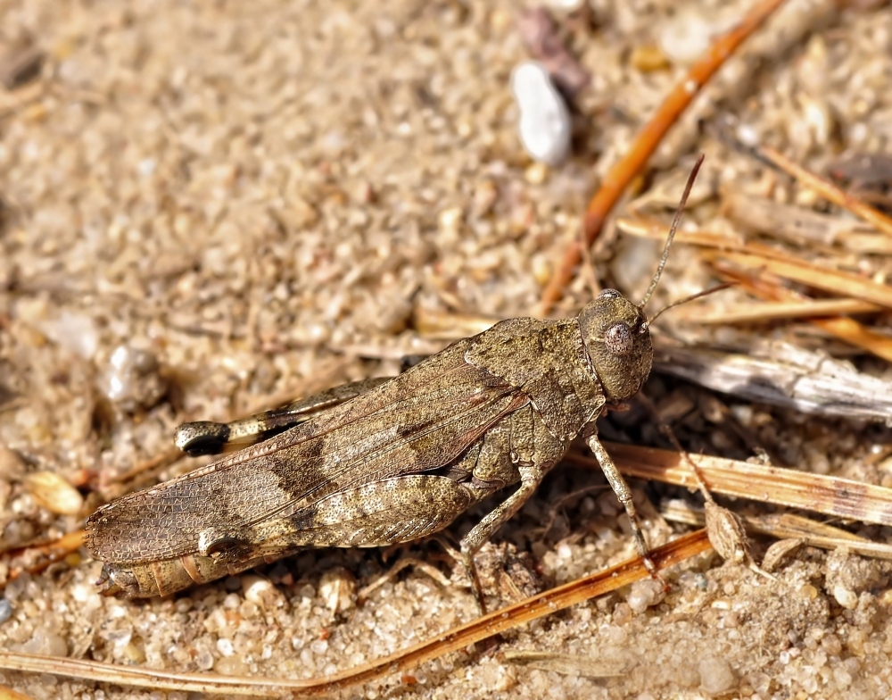 Die Rotflügelige Ödlandschrecke..... (Oedipoda germanica)