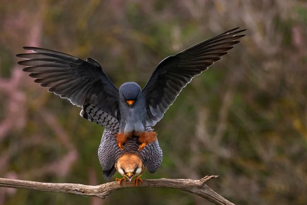 Die Rotfußfalken...
