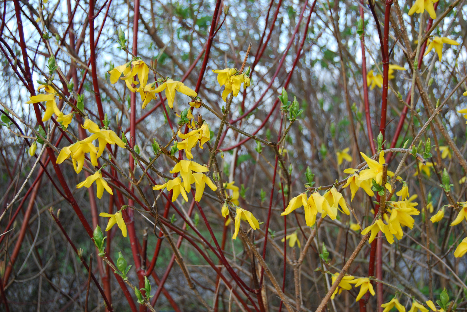 Die Rotgelbeblume