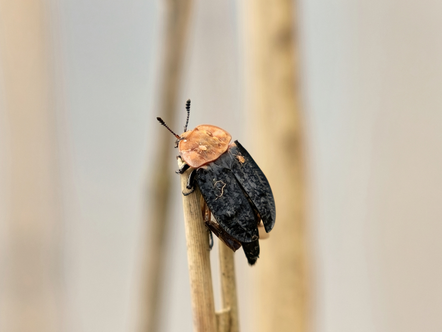 Die Rothalsige Silphe - ein Aaskäfer 