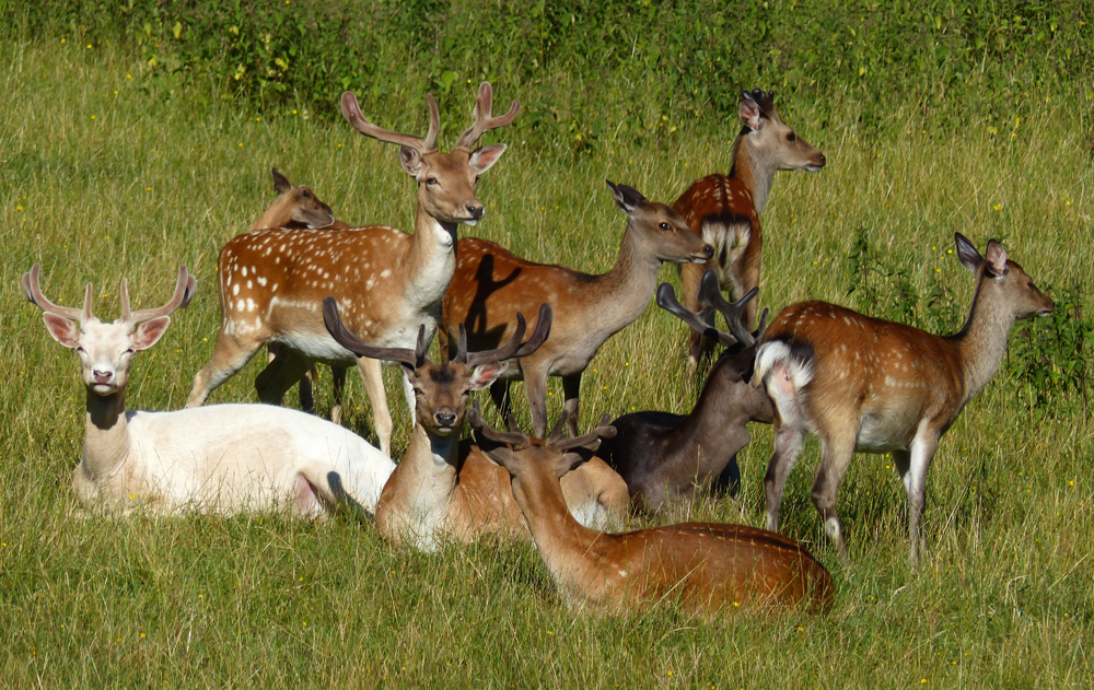 Die Rothirschfamilie.