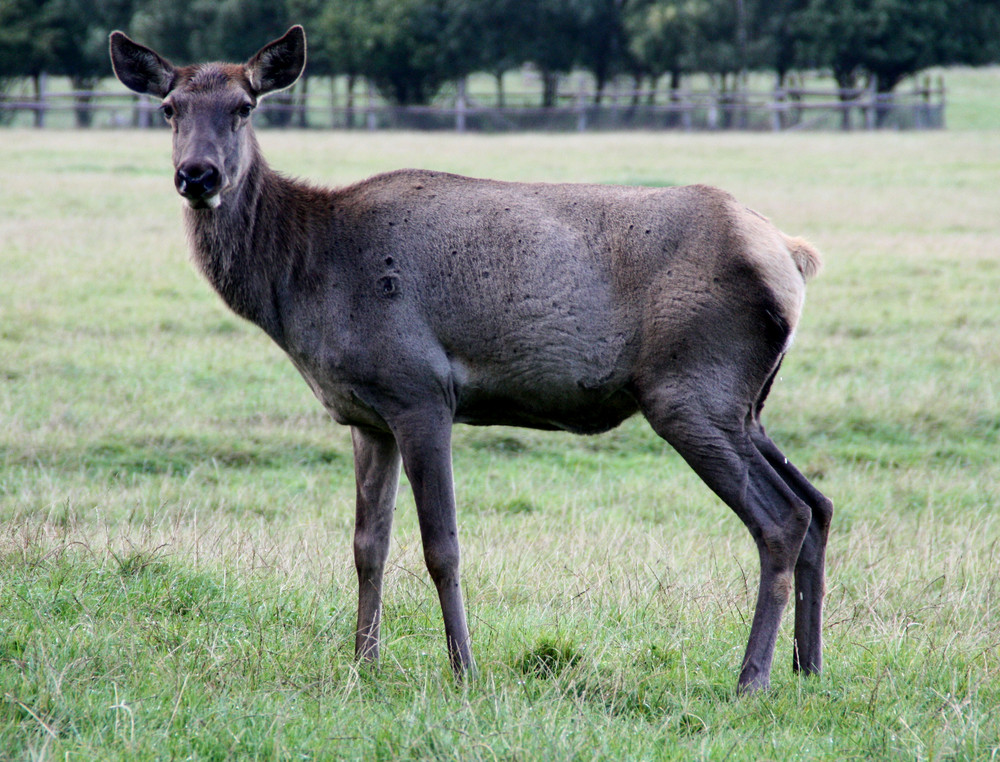 Die Rothirschkuh