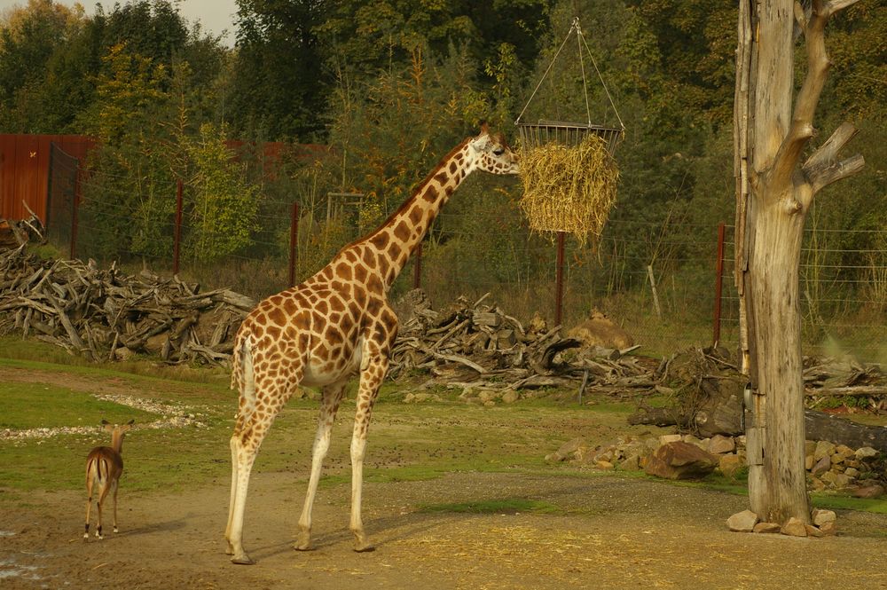 Die Rothschildgiraffe