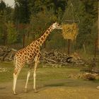 Die Rothschildgiraffe