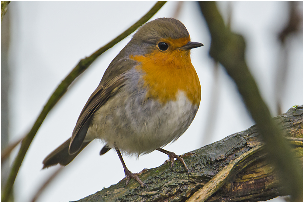 Die Rotkehlchen  (Erithacus rubecula) . . .