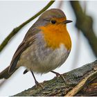 Die Rotkehlchen  (Erithacus rubecula) . . .