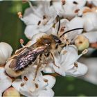 Die Rotschopfige Sandbiene (Andrena haemorrhoa) . . .