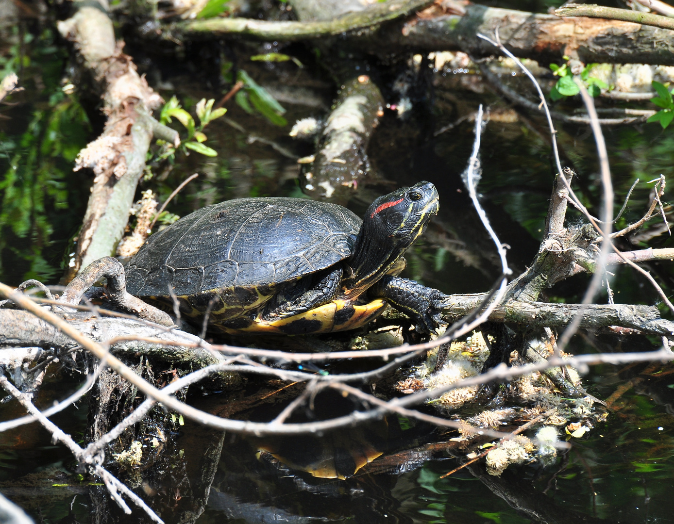 Die Rotwangenschildkröte...... 