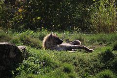 die Rudelchefin hebt nur müde den Kopf