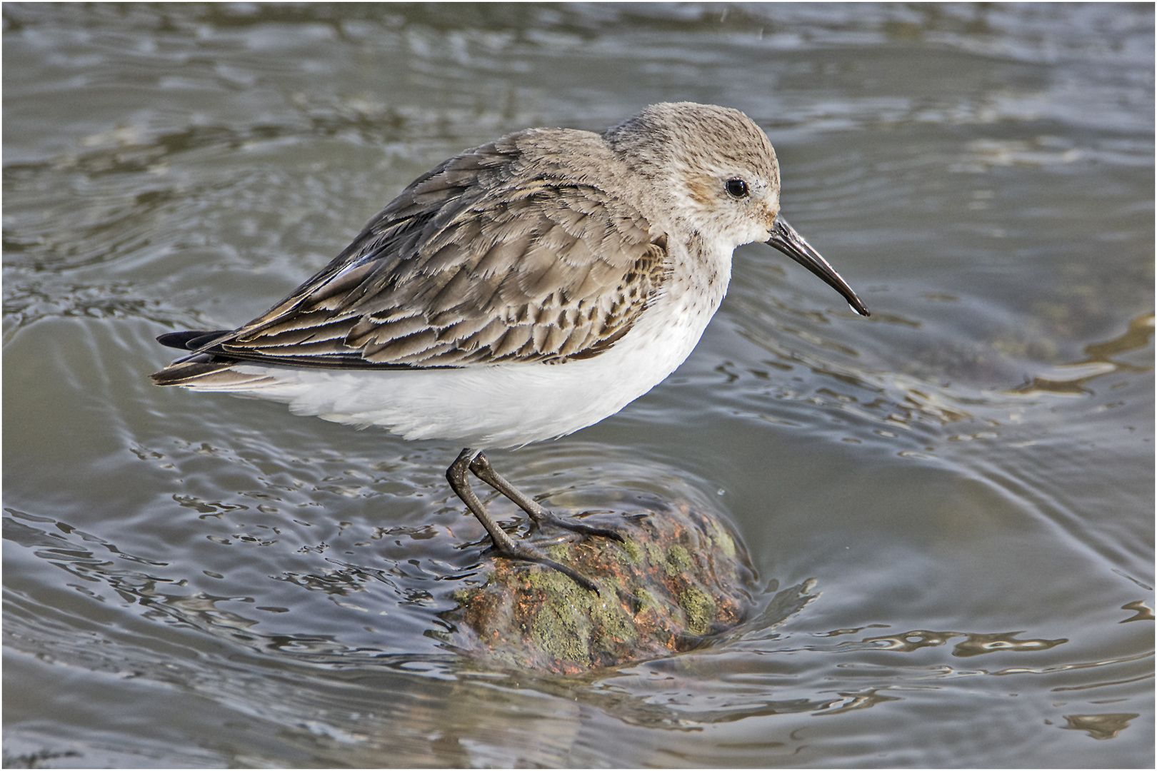 Die Rückkehr der Alpenstrandläufer  (Calidris alpina) (1) . . .