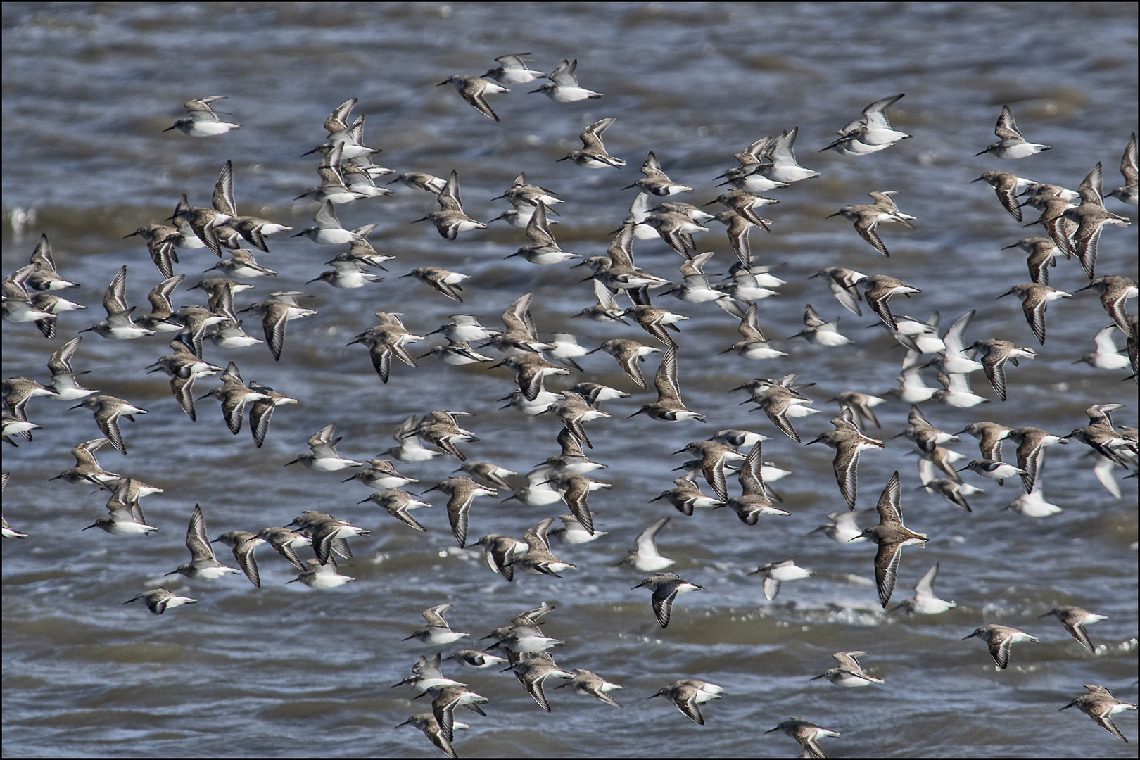 Die Rückkehr der Alpenstrandläufer  (Calidris alpina) (2) . . .